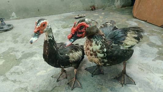 pair of duck