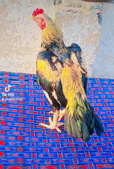 aseel mainwali