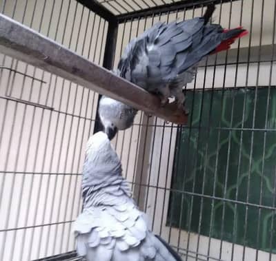 African parrot grey colour for sale