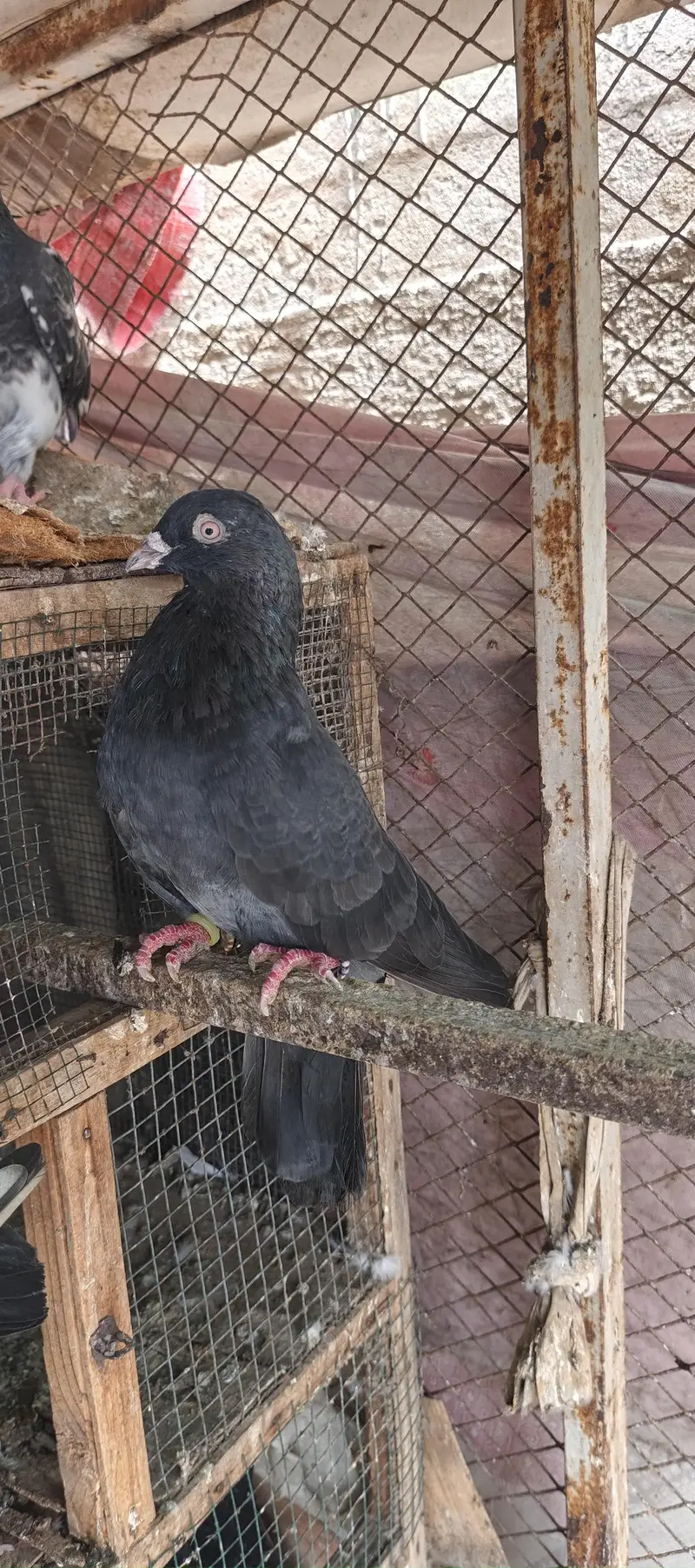 gola and kabli — photo 4