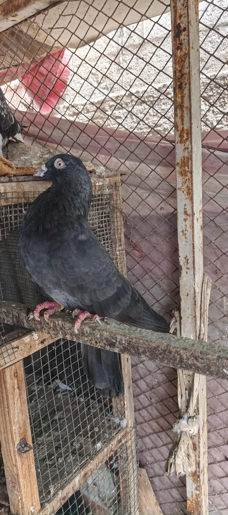 gola and kabli — photo 5