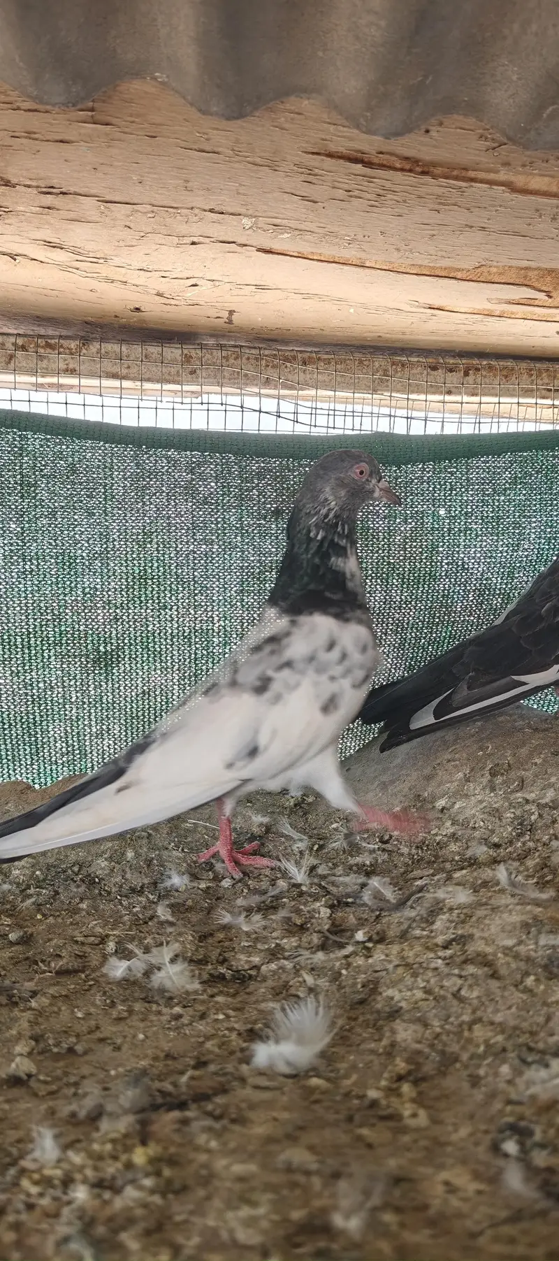 gola and kabli — photo 6