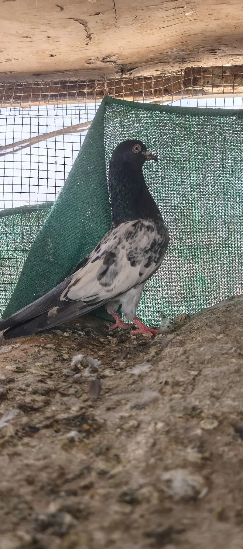 gola and kabli — photo 7