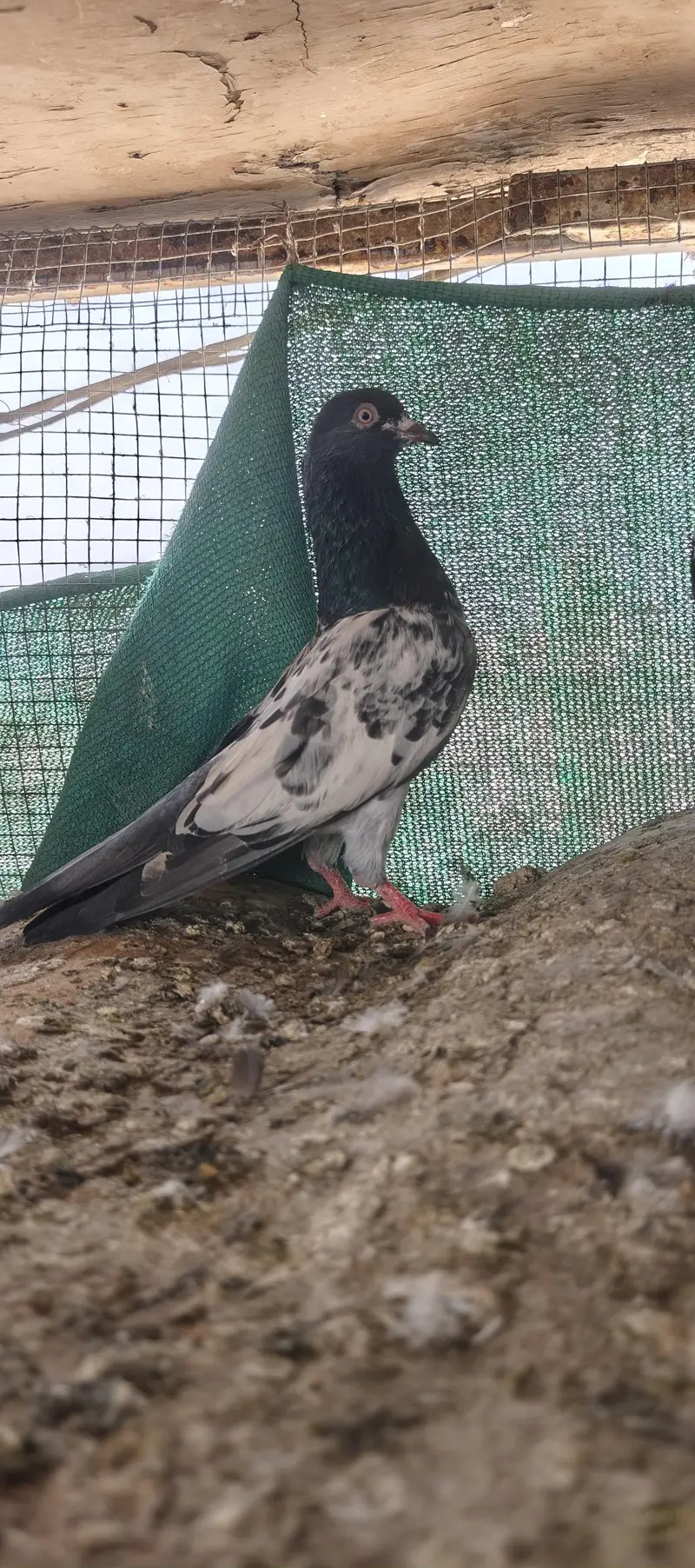 gola and kabli — photo 8