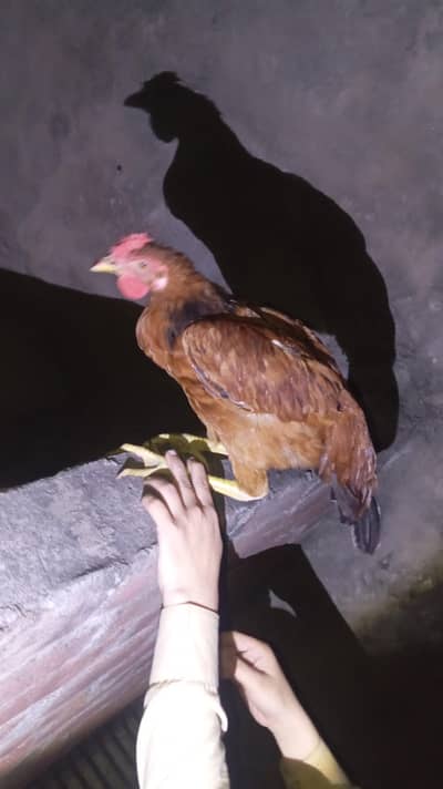 hens marGeya