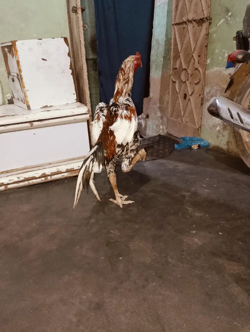 aseel shamo — photo 2