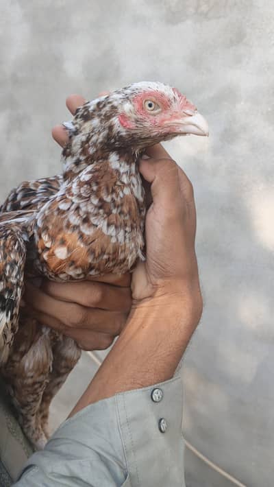 For sell High Quality chini  Andu ki Gurntee Whatsapp 03375653794