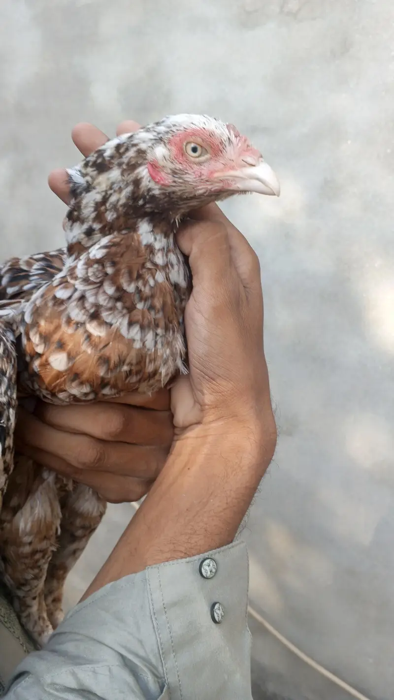 For sell High Quality chini  Andu ki Gurntee Whatsapp 03375653794 — photo 2
