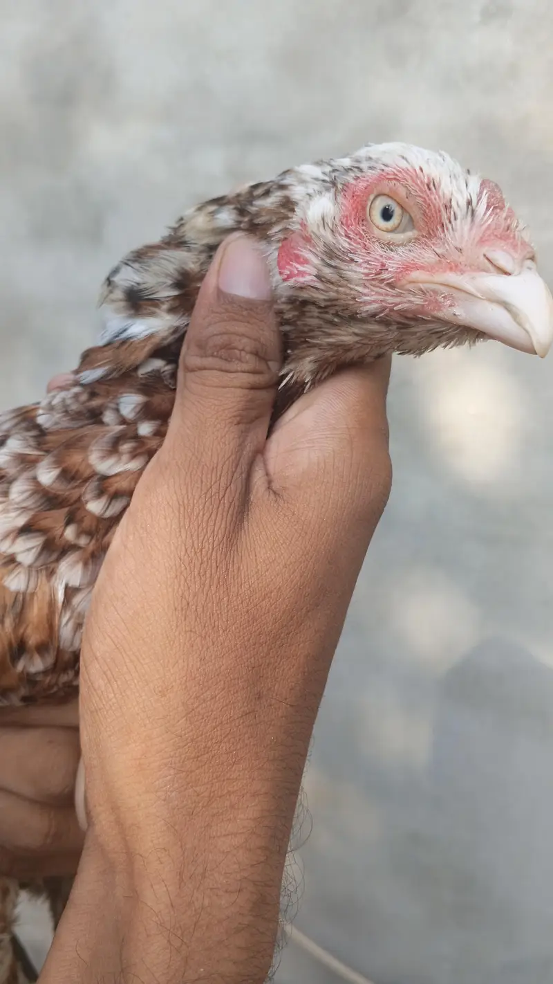 For sell High Quality chini  Andu ki Gurntee Whatsapp 03375653794 — photo 3