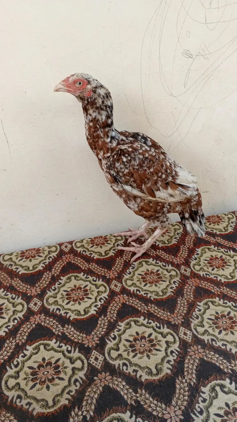 For sell High Quality chini  Andu ki Gurntee Whatsapp 03375653794 — photo 4