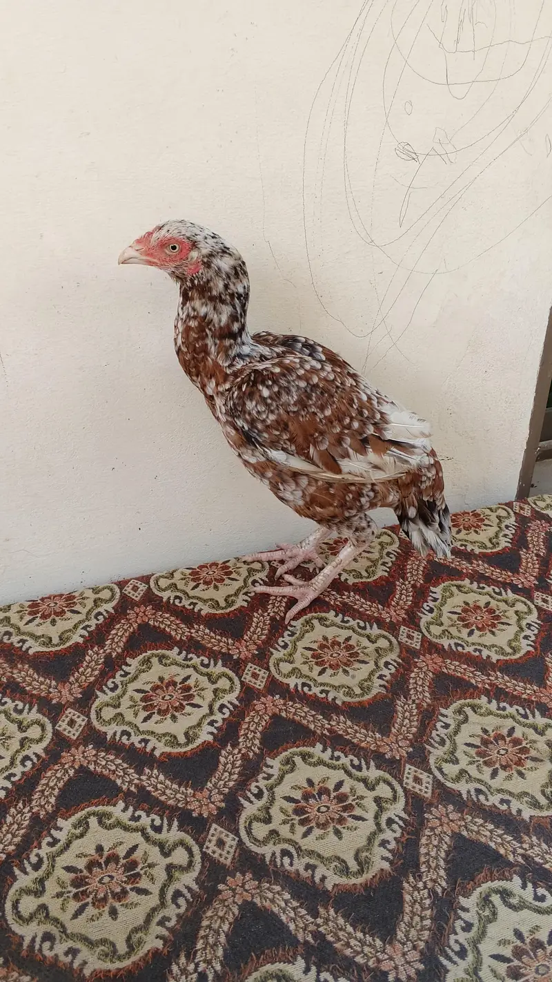 For sell High Quality chini  Andu ki Gurntee Whatsapp 03375653794 — photo 6