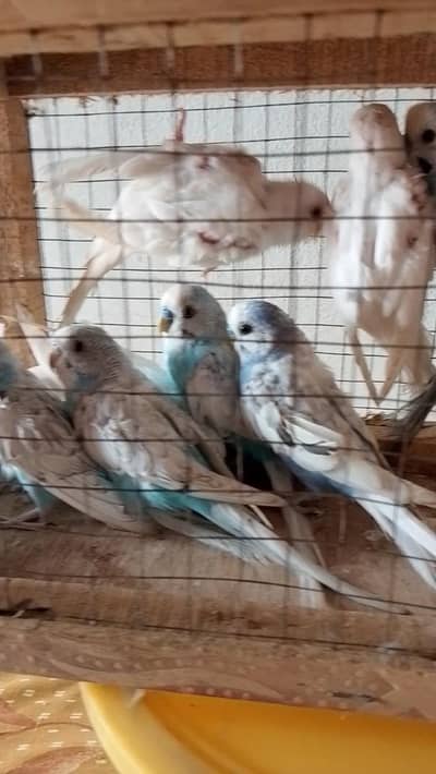 Budgiea Ready to breed ( 300 per piece)