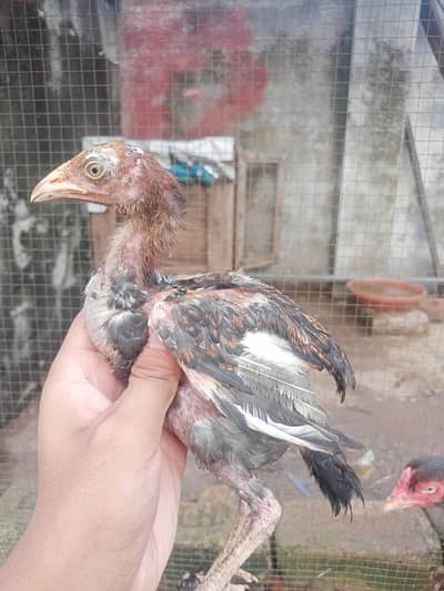 Mianwali Aseel murgi with two chicks