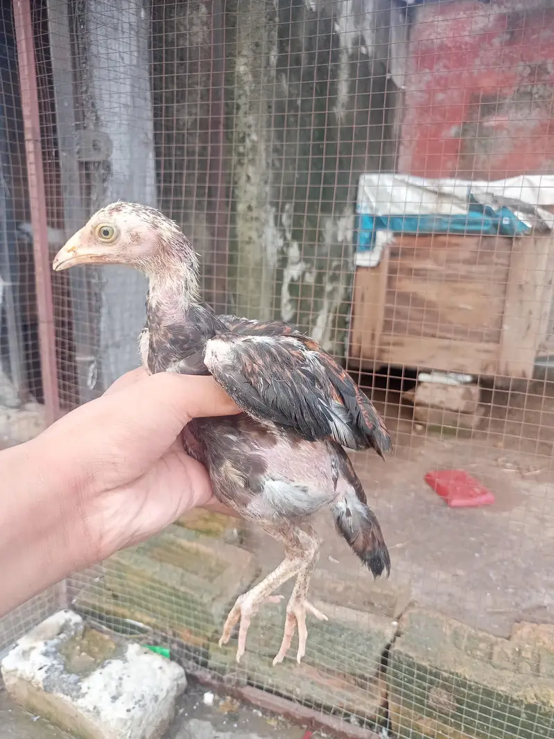 Mianwali Aseel murgi with two chicks — photo 2