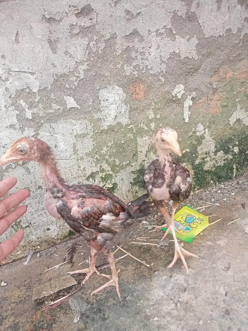 Mianwali Aseel murgi with two chicks — photo 3