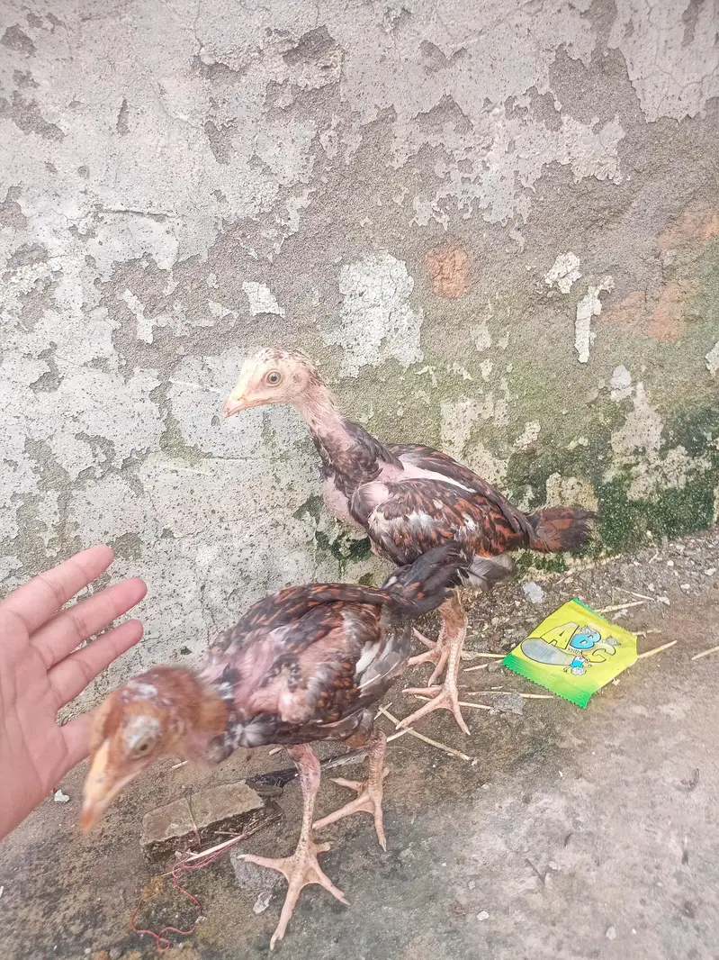 Mianwali Aseel murgi with two chicks — photo 4