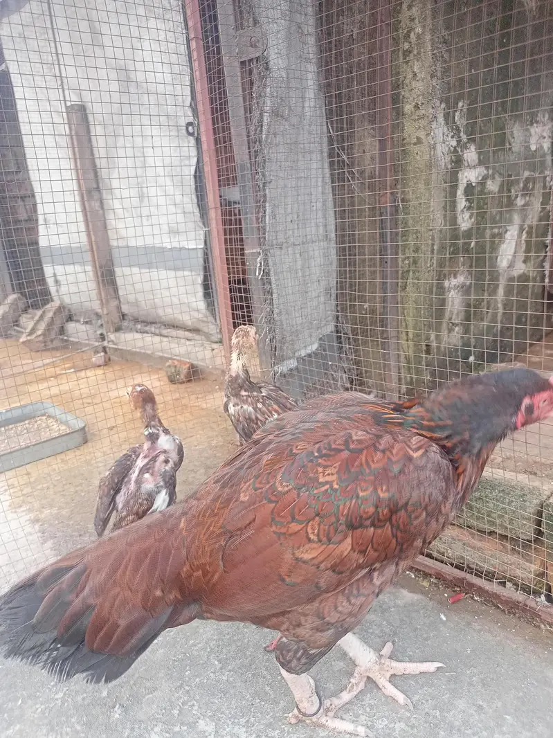 Mianwali Aseel murgi with two chicks — photo 5