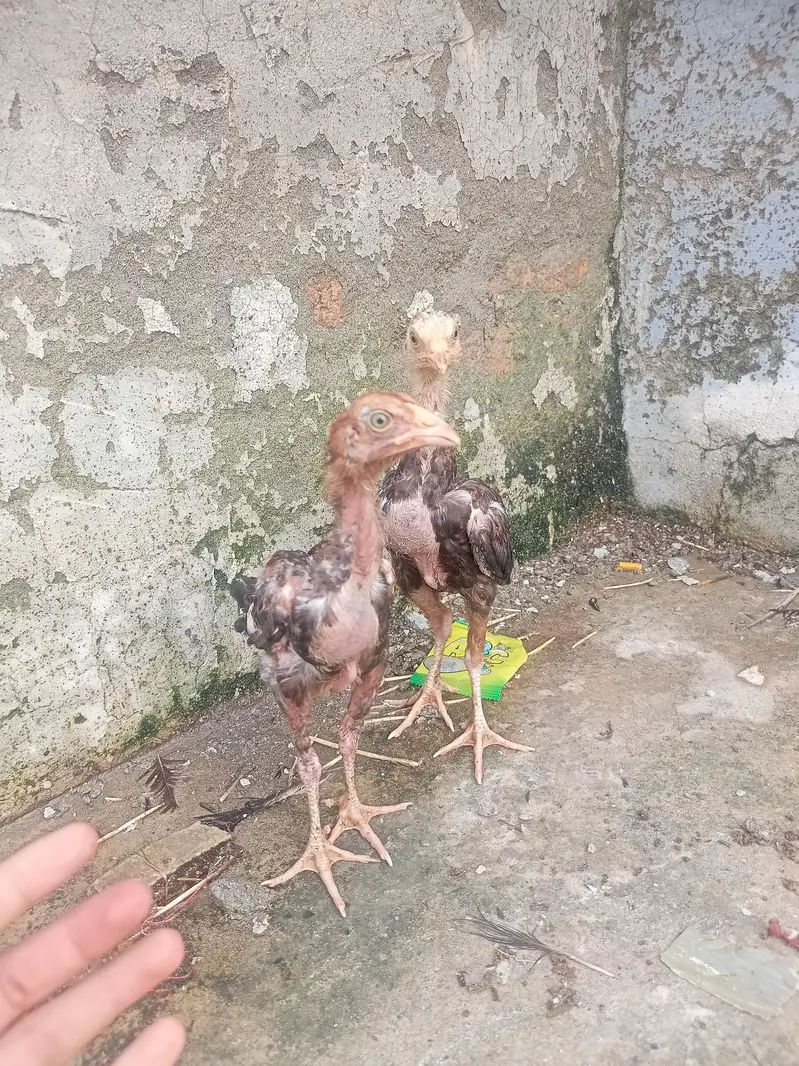 Mianwali Aseel murgi with two chicks — photo 6