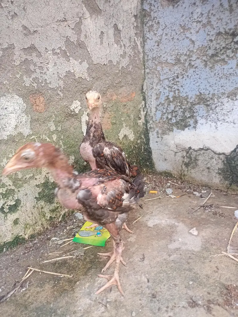 Mianwali Aseel murgi with two chicks — photo 7