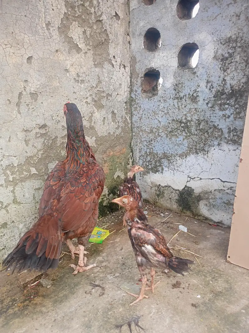 Mianwali Aseel murgi with two chicks — photo 8
