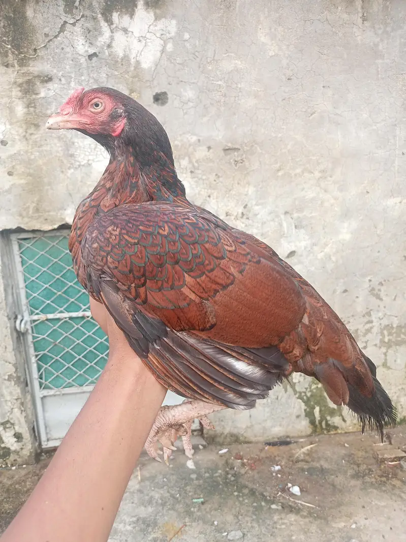 Mianwali Aseel murgi with two chicks — photo 10