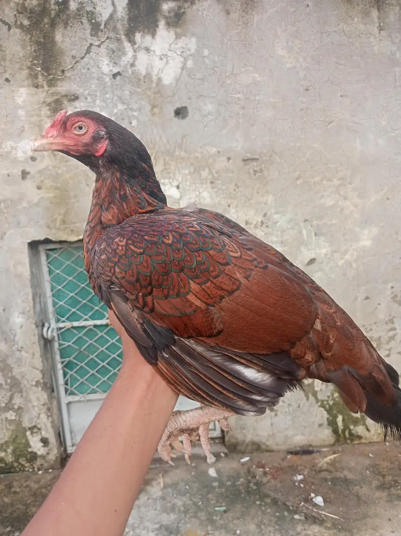 Mianwali Aseel murgi with two chicks — photo 11