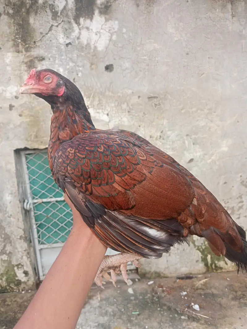 Mianwali Aseel murgi with two chicks — photo 12