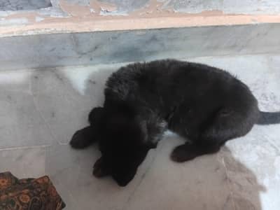 German Shepherd