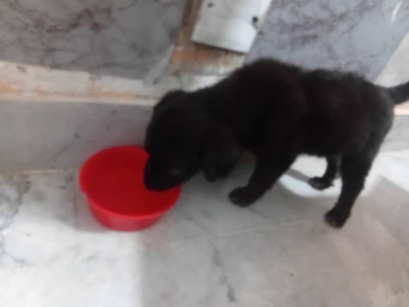 German Shepherd 1