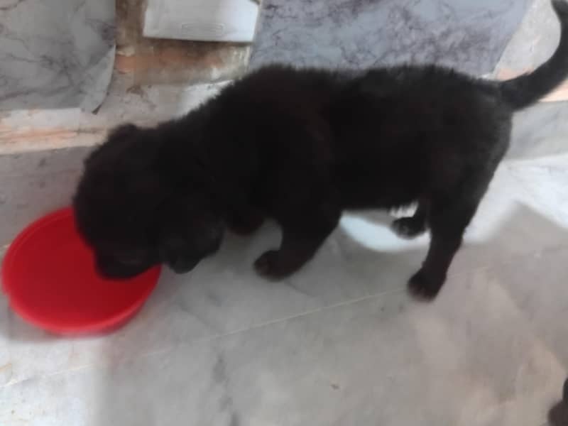 German Shepherd 2