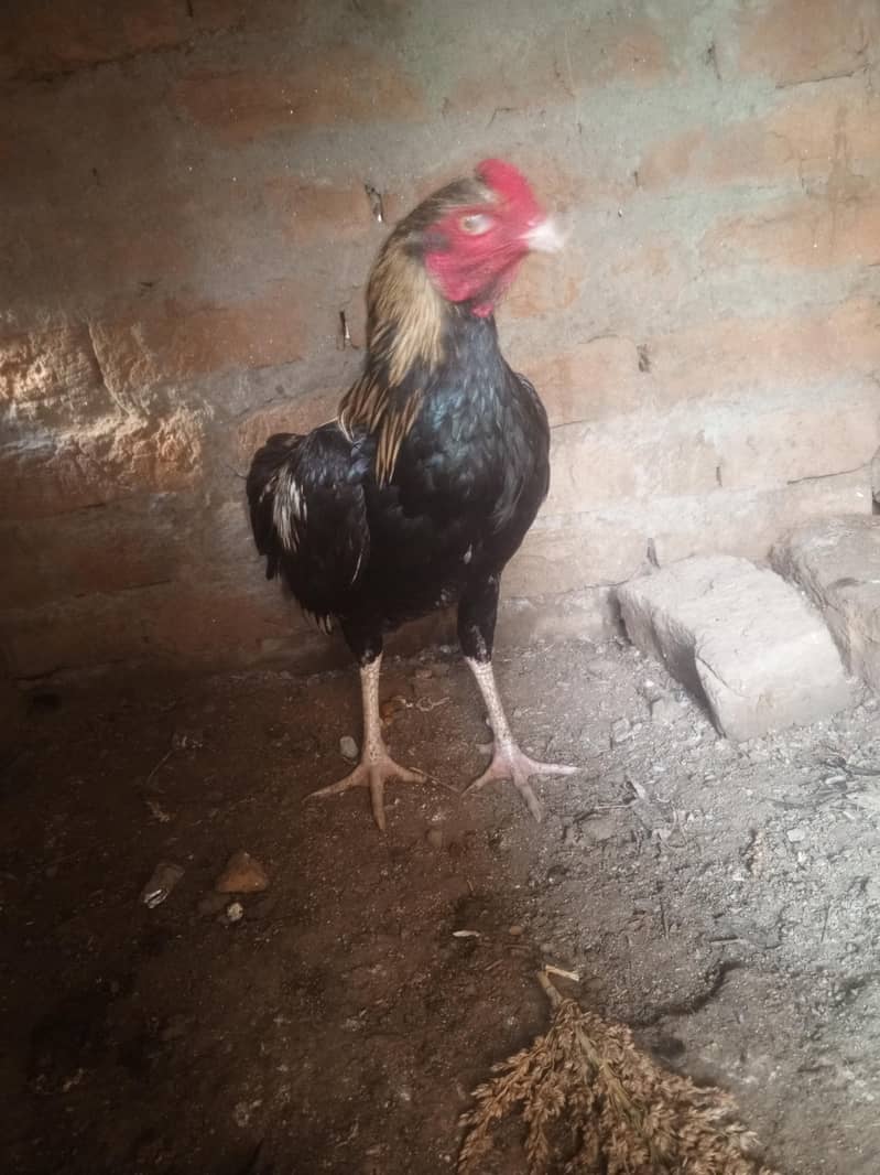 aseel phata 2