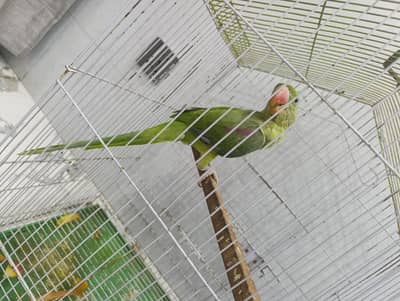 raw parrot for sale
