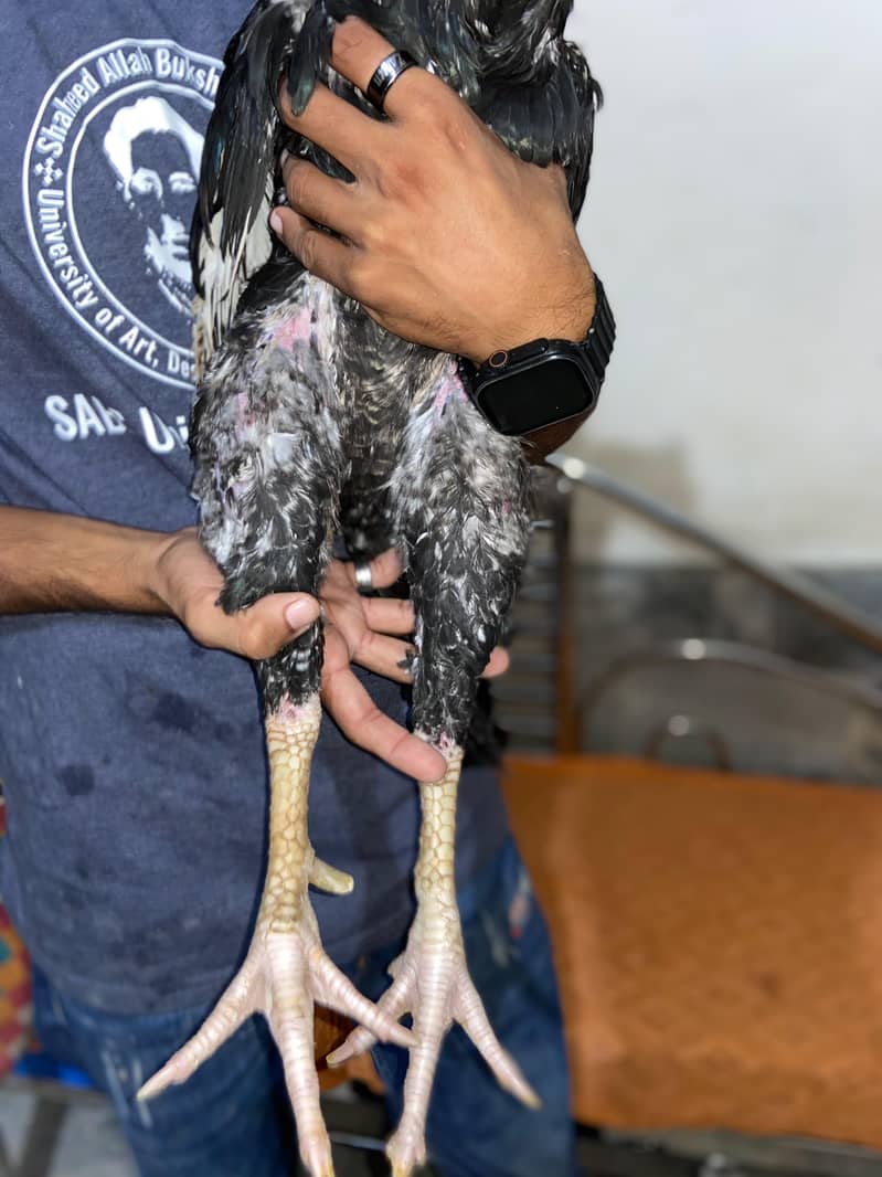 Aseel java 4