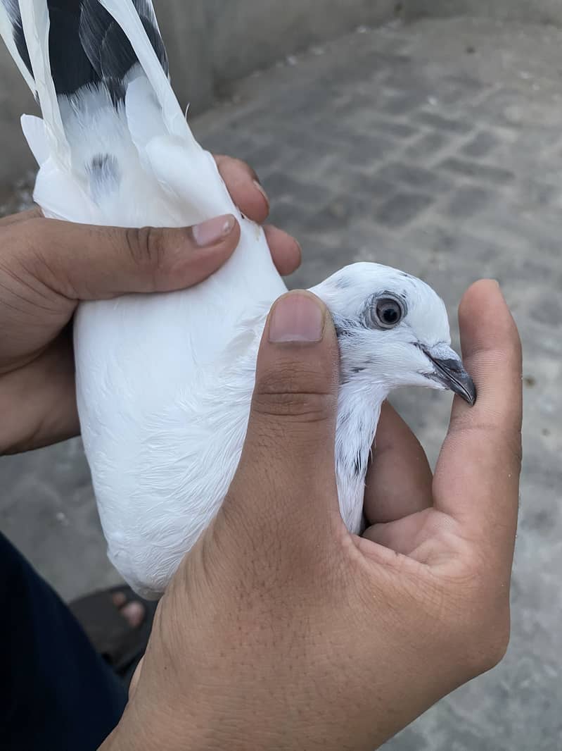 Neeldumba pair 2