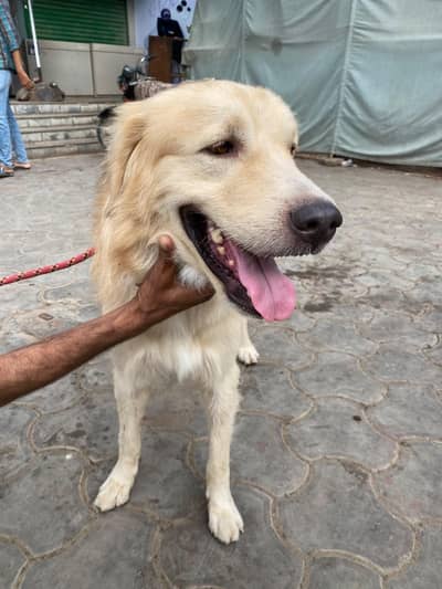 Golden Retriever,