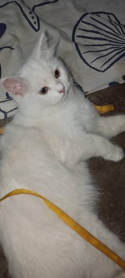 AAA Persian Male cat punch face white color. Urgent sell