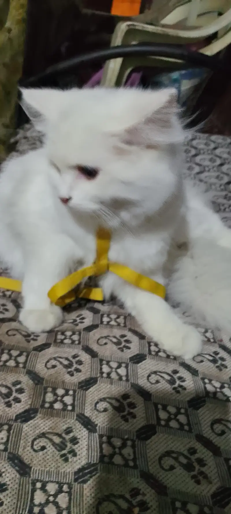 AAA Persian Male cat punch face white color. Urgent sell — photo 2