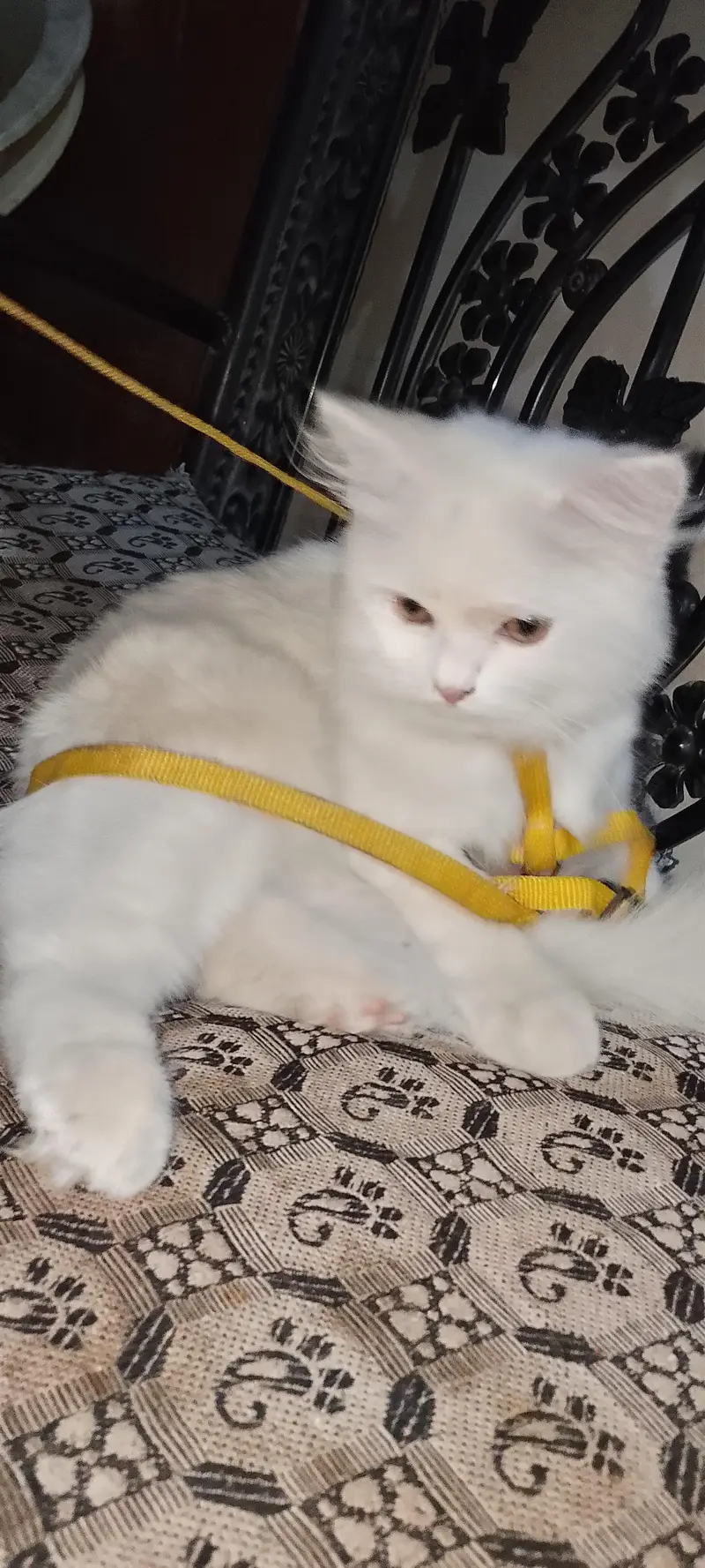 AAA Persian Male cat punch face white color. Urgent sell — photo 3