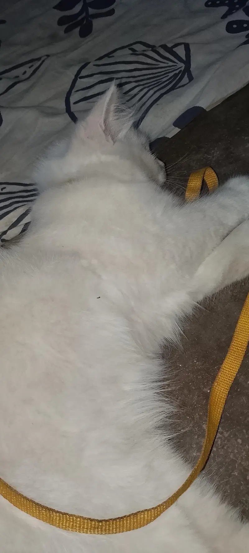 AAA Persian Male cat punch face white color. Urgent sell — photo 4