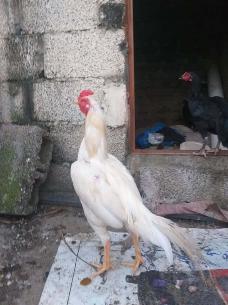Aseel white 3
