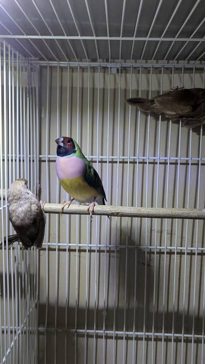 lady goudian Red head green back female good size