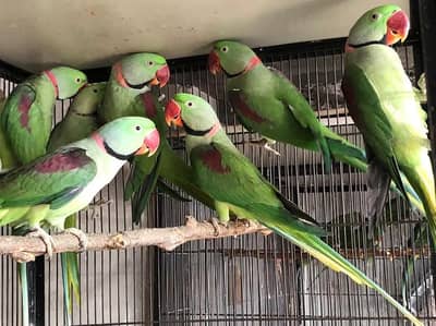 raw parrot pair