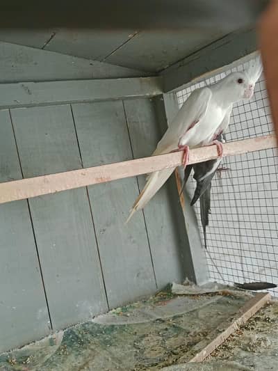 Different types of birds aseel hens mianwali /budgies/Cocktail/pigeon