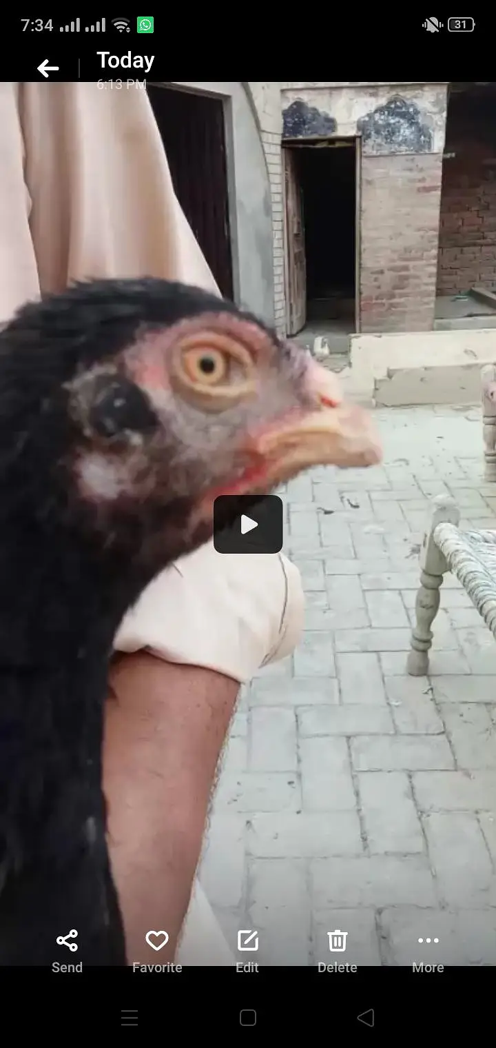 Different types of birds aseel hens mianwali /budgies/Cocktail/pigeon — photo 2