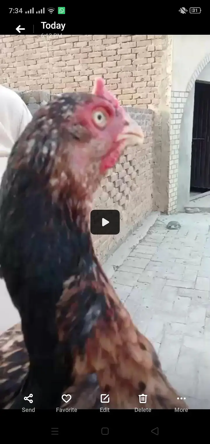 Different types of birds aseel hens mianwali /budgies/Cocktail/pigeon — photo 3