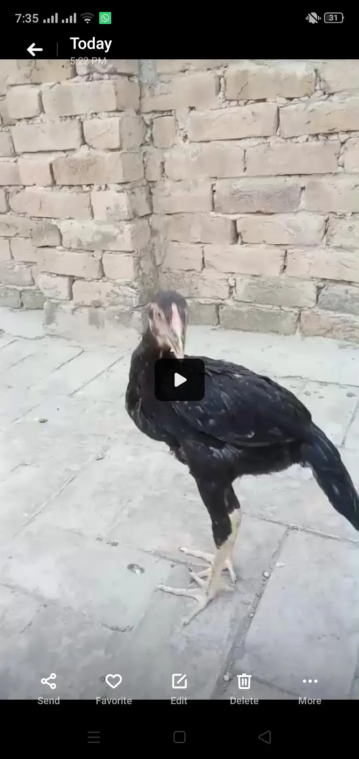 Different types of birds aseel hens mianwali /budgies/Cocktail/pigeon — photo 4