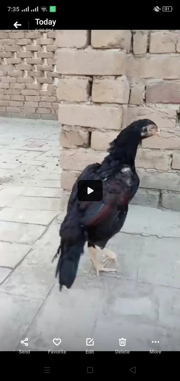 Different types of birds aseel hens mianwali /budgies/Cocktail/pigeon — photo 5