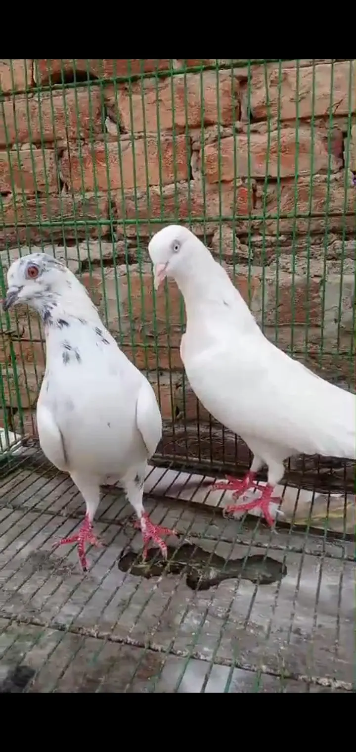 Different types of birds aseel hens mianwali /budgies/Cocktail/pigeon — photo 6