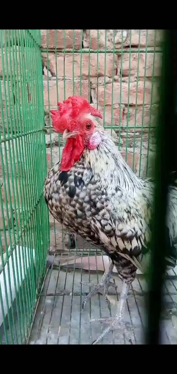 Different types of birds aseel hens mianwali /budgies/Cocktail/pigeon — photo 7