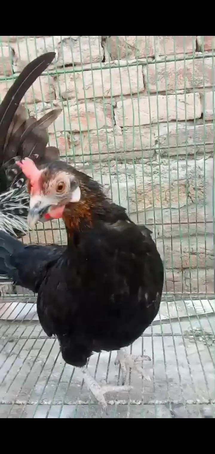 Different types of birds aseel hens mianwali /budgies/Cocktail/pigeon — photo 8